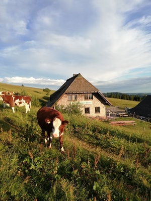 Die St.Wilhelmer Htte am Feldberg - das Sommerquartier unserer Jungrinder