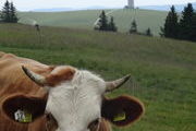 Sommerweide am Feldberg mit Feldbergturm im Hintergrund