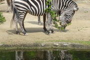 Zoo in Basel