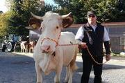 2022 nahmen wir an der Vorderwälder Verbandsschau in St.Märgen teil. Hier seht Ihr Bauer Bernhard mit der Kuh "Hella"