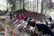 Ende Oktober endet jedoch die Weidesaison auf dem Feldberg und es findet der Viehabtrieb statt