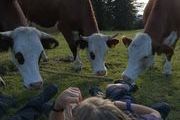 Besuch auf dem Feldberg bei den sehr neugierigen Rindern