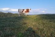 Die älteste Kuh im Stall "Alfa", geboren 2010, hat bereits über 50 000 kg Milch gegeben